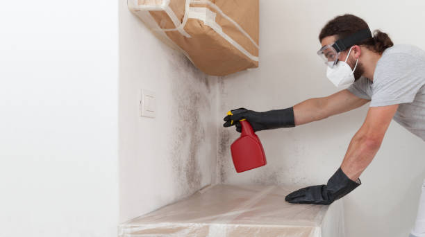 Professional Basement Mold Remediation technician working in Union City, NJ