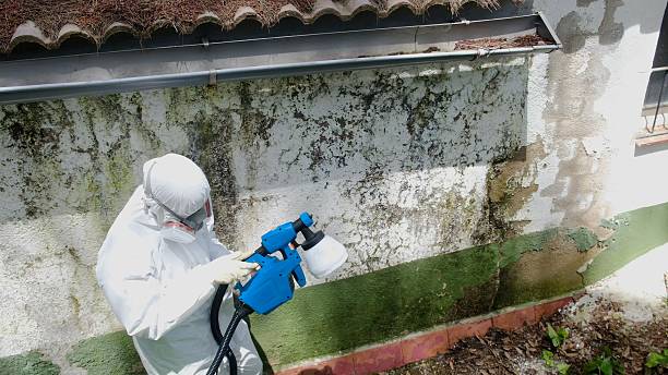 Top rated local Mold Remediation specialists in Union City, NJ